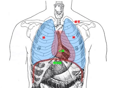 肺 位置